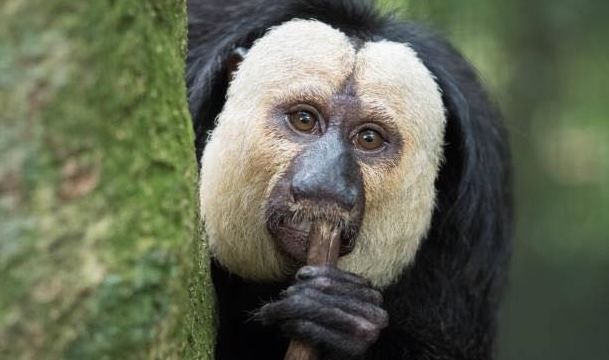 Un Saki de Cara Blanca, primate en peligro de extinción que llega al Zoo de Jerez.