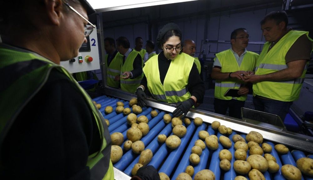La patata nueva es un producto de referencia en este municipio de Sevilla.
